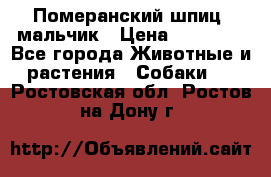 Померанский шпиц, мальчик › Цена ­ 35 000 - Все города Животные и растения » Собаки   . Ростовская обл.,Ростов-на-Дону г.